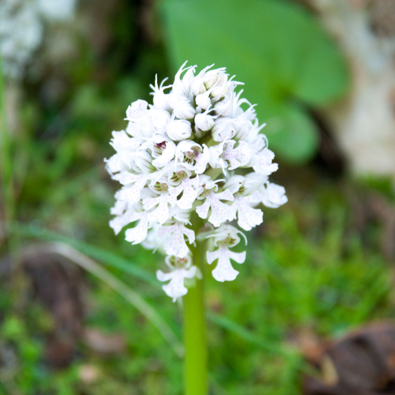 Orquídea