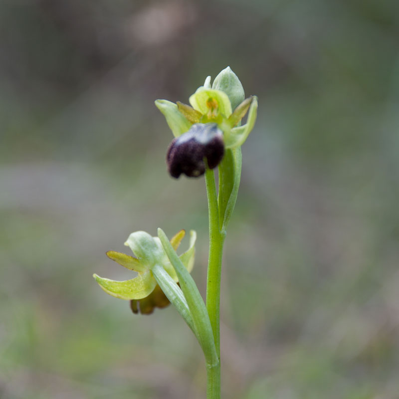 Orquídea
